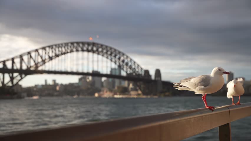 A seagull stands watch aside the Sydney Harbour, in New South Wales, Australia.
