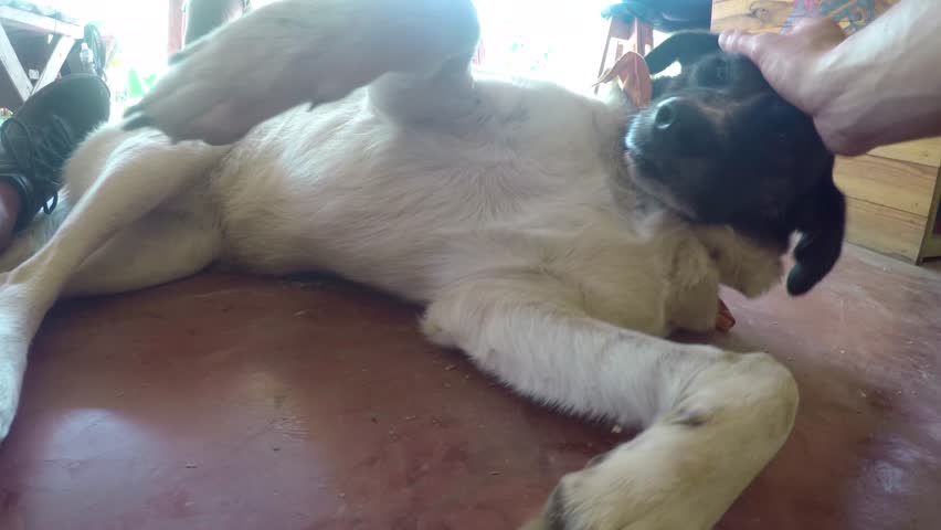 A person pets a dog on the floor of a hostel in Guatemala