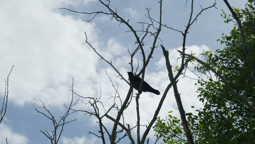 Crow sitting on tree looking around and flying away slow motion Day