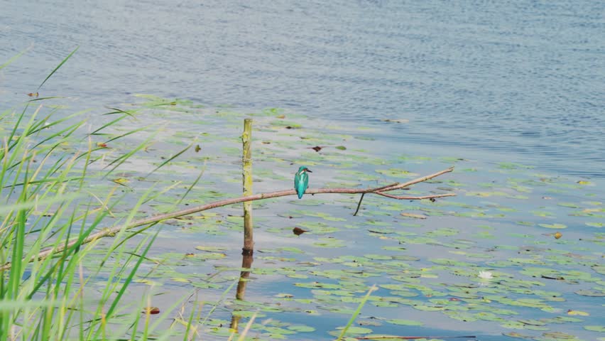 Rearview of Kingfisher perched on branch over idyllic pond in Friesland Netherlands as tall grass sways in wind