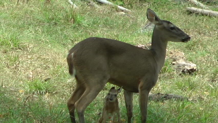 Deer with baby deer