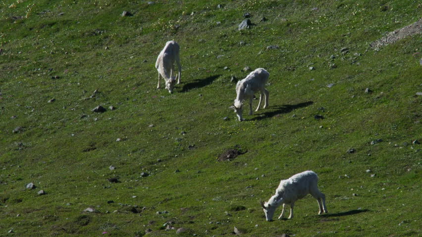 Group Of Dall Sheep Grazing In Green Pasture In Kluane National Park, Yukon, Canada - Wide Shot