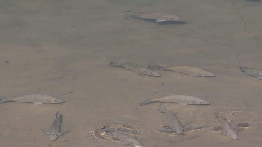 Group of white mullet fish in water