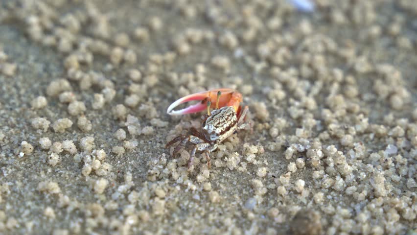 Close up shot of a male sand fiddler crab waving its single enlarged claw, sipping and consuming micronutrients and forming small sand pellets on the sandy beach.
