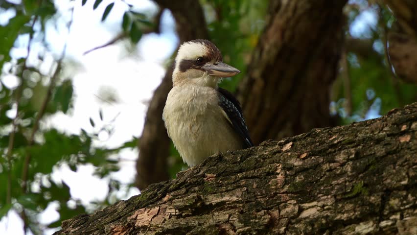 Close up shot of a laughing kookaburra, dacelo novaeguineae perched on the tree branch on a windy day at the botanic gardens, Australian native bird species.