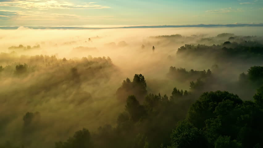 Aerial tracking shot in front of foggy forest, on a sunny, summer morning