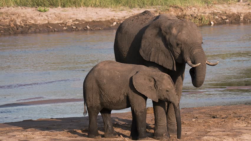 Elephant mother and baby drinking from a river at Tarangire National Park, Tanzania