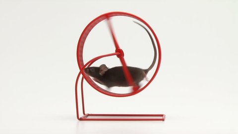 Mouse and exercise wheel