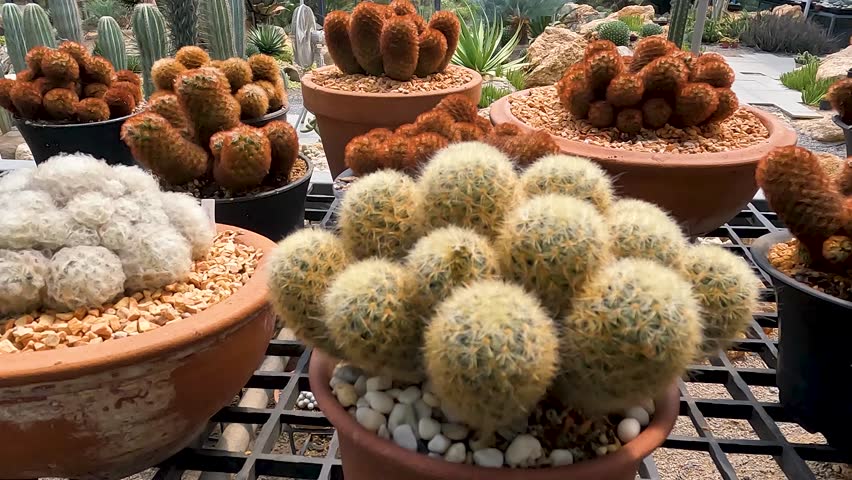 Selective Focus Cactus Plant or Call Mammillaria elongata the gold lace cactus or ladyfinger cactus, is a species of flowering plant in the family Cactaceae. Pan Footage Plants 