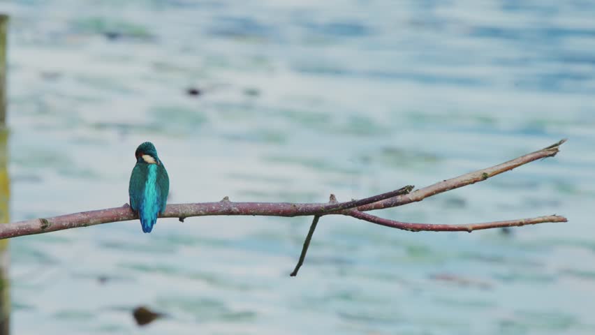 Kingfisher perched on branch over idyllic pond in Friesland Netherlands, head tucks into neck and extends