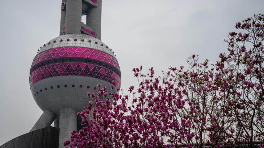 Time lapse clip of the Oriental Pearl TV Tower in Pudong District in Shanghai, China with cherry blossom tree in the foreground