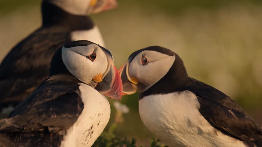 Slow Motion Pair of Two Puffins Billing in Golden Light, Mating Bird Behaviour of Atlantic Puffins in Large Group of Atlantic Puffin Birds Colony Showing Amazing Bird Animal Behavior on Skomer Island