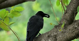 Crow, large-billed crow(Corvus macrorhynchos) get cicada (Cryptotympana facialis) for lunch. - Powered by Shutterstock - Get 15% off with code: PIKWIZARD15