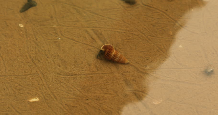 Girdled horn snail in the water