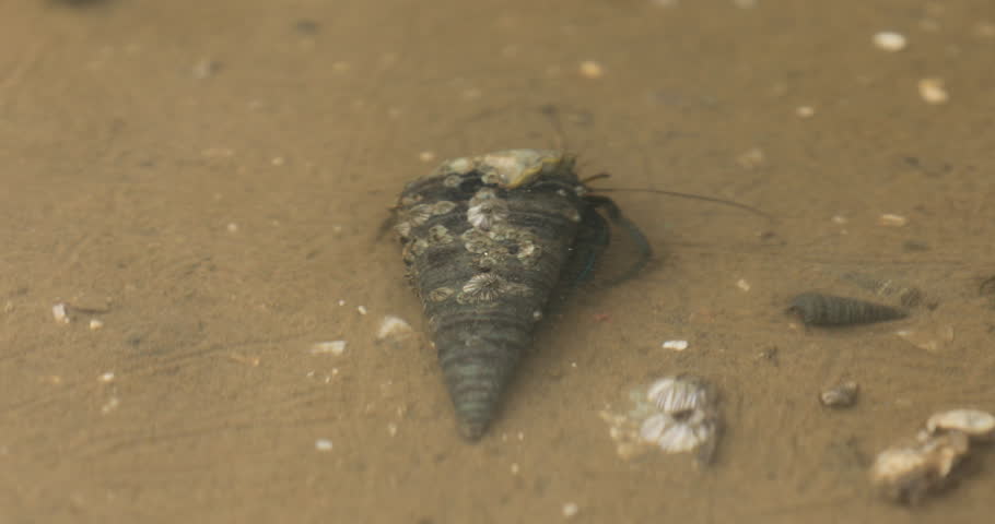 Girdled horn snail in the water