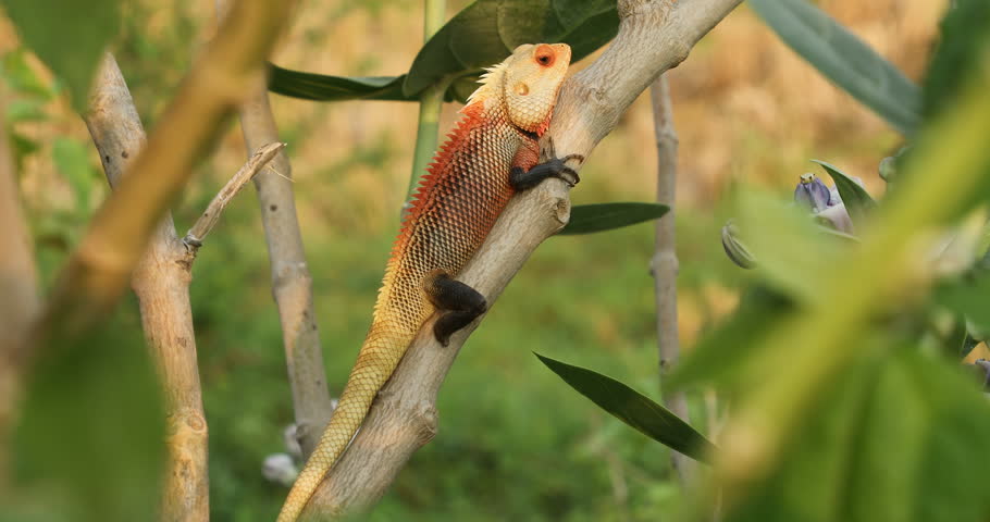 Lizard on a tree Macro shot