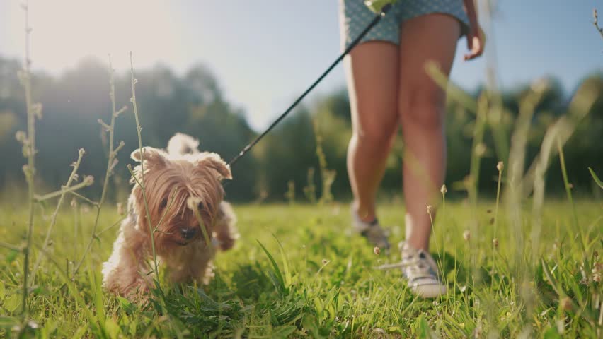 Happy family. a child walks with a dog in park. family pet happy concept. the daughter walks with the dog on the grass in nature. child daughter walks with glare a dog on the lawn, sun.
