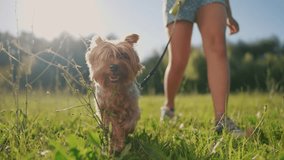 Happy family. a child walks with a dog in park. family pet happy concept. the daughter walks with the dog on the grass in nature. child daughter walks with glare a dog on the lawn, sun. - Powered by Shutterstock - Get 15% off with code: PIKWIZARD15