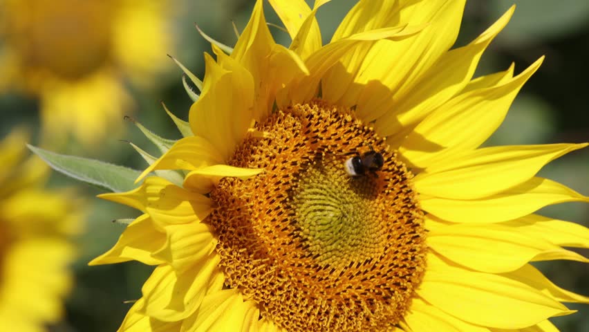 Bumblebee on sunflower collecting pollen, closeup. High quality 4k footage.