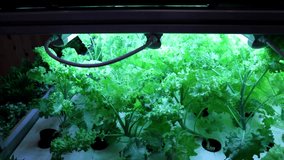 Closeup slow motion panning into Indoor hydroponic vegetable farming with led lighting in controlled environment - Powered by Shutterstock - Get 15% off with code: PIKWIZARD15