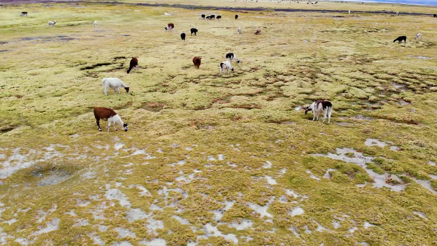 Alpacas and llamas eating in the field of the Salinas Reserve in Arequipa