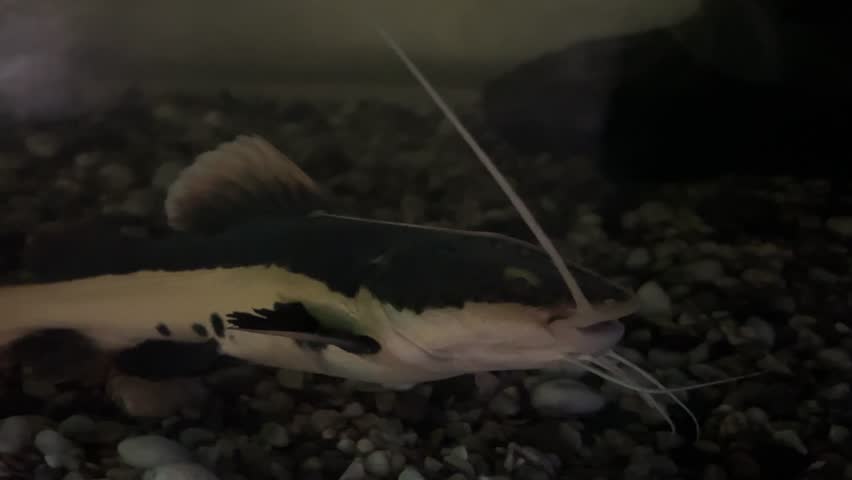 Red-tailed catfish Phractocephalus hemioliopterus with long whiskers swims against the background of the seabed. Marine life, exotic fish, subtropics.