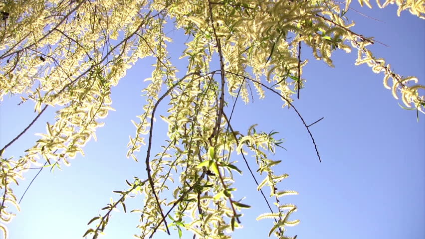 Spring. The bright blue sky. The branches of the willow shiver in the wind