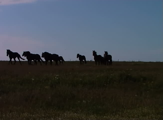 The herd of horses runs against light on a background of the cloudy sky