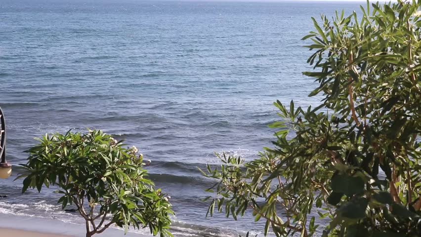 sea waves, wind, and trees on the beach