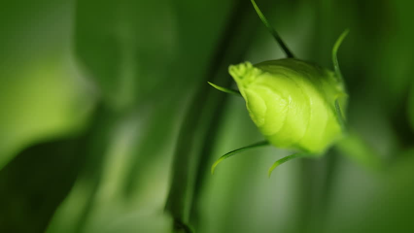 Background without focus. Young green bud and delicate white flower