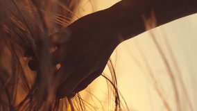 happy woman hand girl, ears sunset, sun through fingers sky, field at golden hour, summer evening, sun and wheat, rural sunset, serene landscape, woman in nature, sun setting field, agricultural - Powered by Shutterstock - Get 15% off with code: PIKWIZARD15