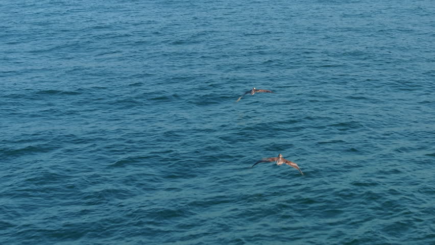 A beautiful scene of pelicans gracefully flying over the calm ocean at sunset, captured in slow motion. The majestic birds showcase freedom and natural beauty in a tranquil and serene setting