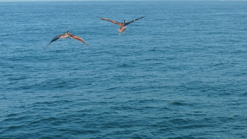 A beautiful scene of pelicans gracefully flying over the calm ocean at sunset, captured in slow motion. The majestic birds showcase freedom and natural beauty in a tranquil and serene setting