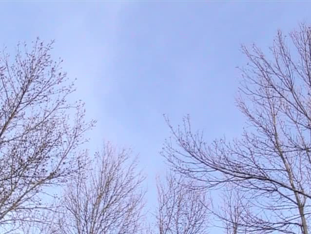 Treetops in the wind