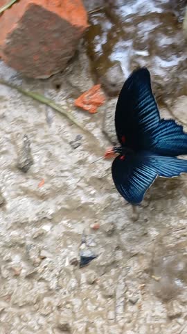 Beautiful black and blue butterfly on ground