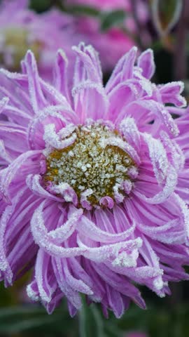 Vertical video of lilac aster flowers covered with hoarfrost. Frost in Autumn season in the garden.