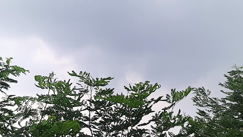 High Wind blowing trees in a cloudy day. Green trees bend in storm. Tree is Bent by the Strong. Looking up trees blowing in the wind with blue sky. It is refresh for looking on summer time. 4k footage