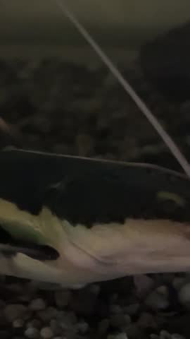 Red-tailed catfish Phractocephalus hemioliopterus with long whiskers swims against the background of the seabed. Marine life, exotic fish, subtropics.
