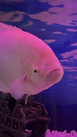 Osphronemus goramy Closeup beautiful white freshwater fish swims in blue water. Underwater, selective focus, motion blur.