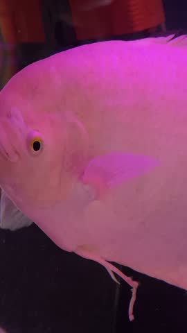 Osphronemus goramy Closeup beautiful white freshwater fish swims in blue water. Underwater, selective focus, motion blur.