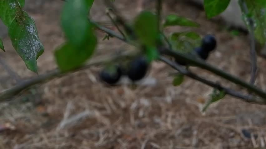 The leunca tree which was bearing black fruit was taken in the afternoon