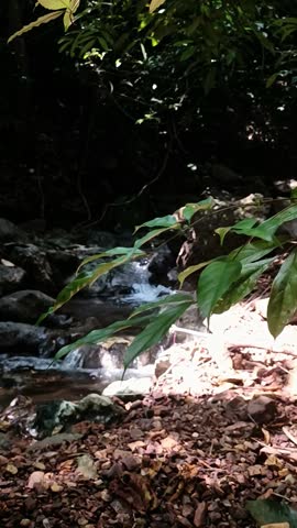 Ground-level view of a small forest stream flowing over rocks, partially framed by green leaves. Natural light and shadows create a peaceful, secluded atmosphere in a tropical woodland.