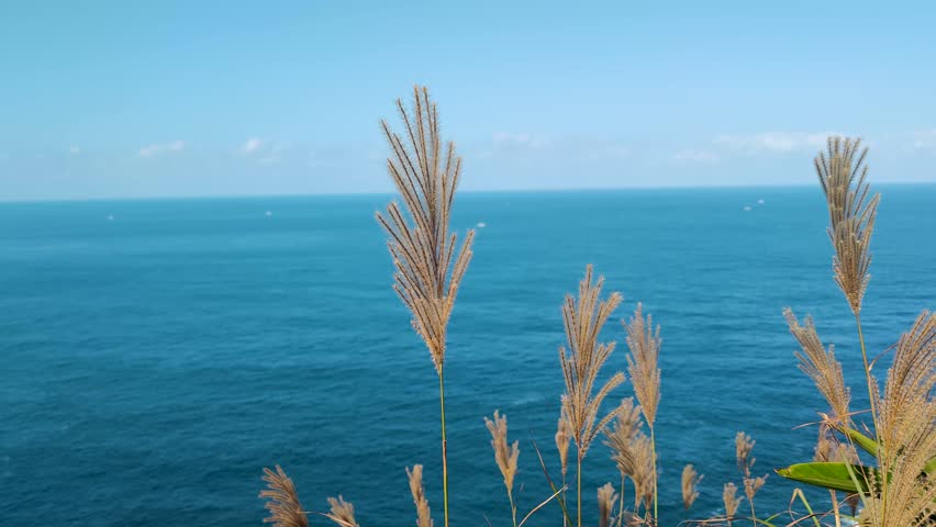 Grass Flower with blue ocean at Bitoujiao Trail is Scenic walking route along ocean cliffs, featuring a lighthouse, stairs and  lookout pavilions in Bitou Rd  Ruifang District New Taipei City Taiwan