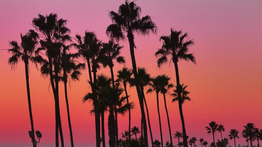 Beautiful sunset scene with silhouetted palm trees in Newport Beach, California. The sky showcases stunning gradient colors fading from pink to orange. Serene and picturesque evening view.