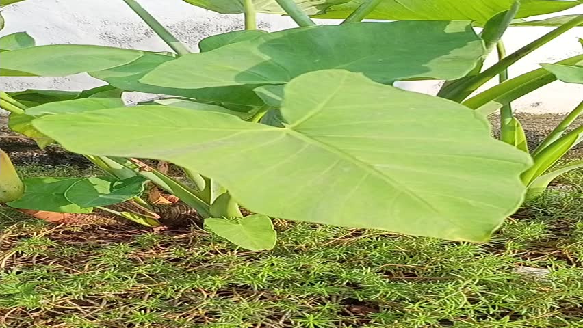 taro leaves sway in the wind