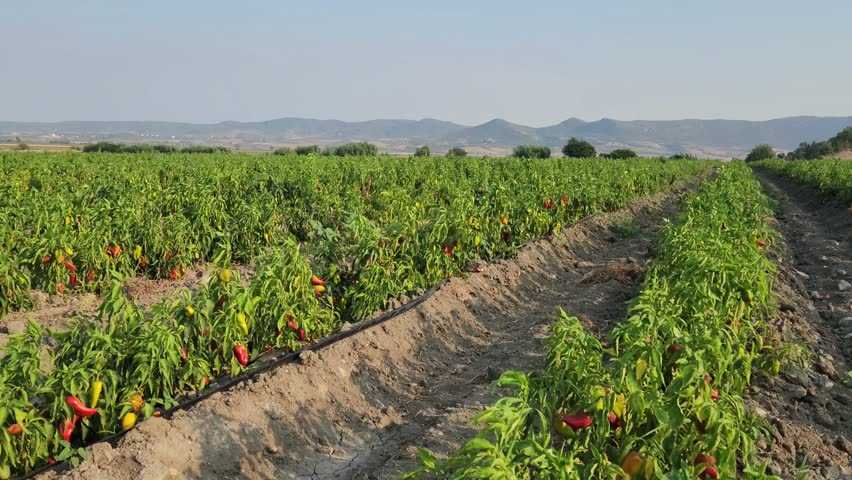 Red capia pepper production in a farmland