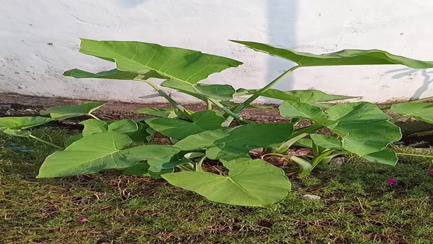 taro leaves sway in the wind