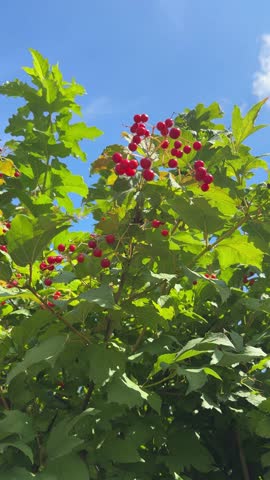 Viburnum bush with red berries, vertical video. The fruits are used in medicine.