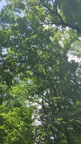 Looking Up at a Trees from Below