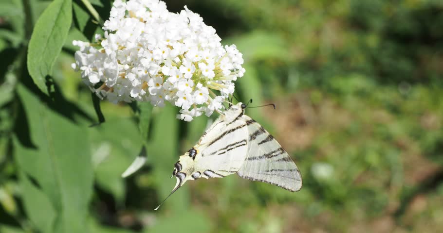  (Iphiclides podalirius) Scarce Swallowtail. Large butterfly, pale yellow adorned with black stripes and blue spots along the margins,  feeding nectar on a flower